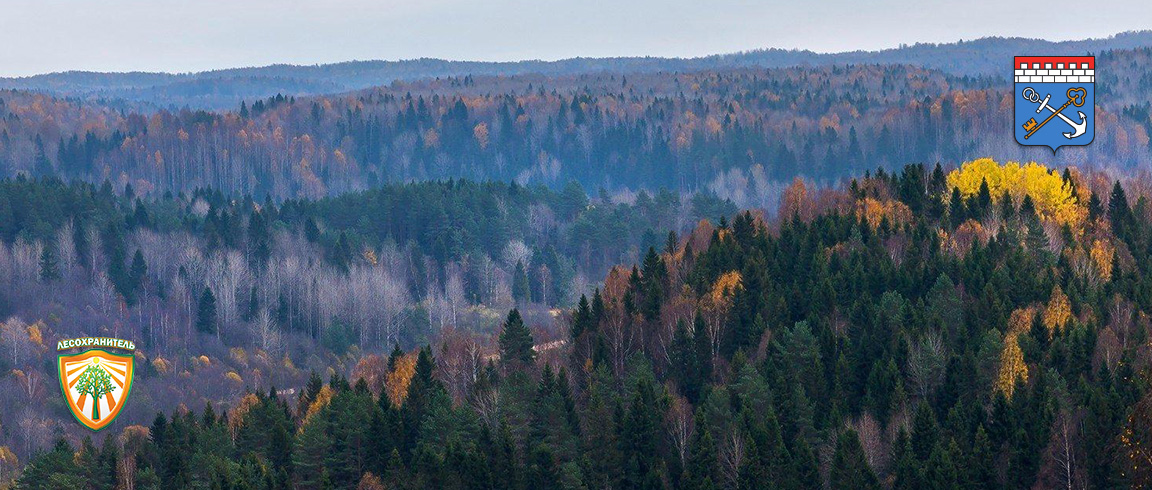Петербург: видеонаблюдение лесов превышает 90%