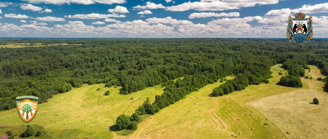 В Новгородской области в этом году не зафиксировано лесных пожаров